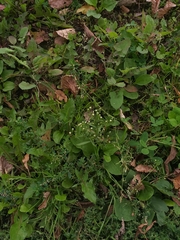 Erigeron canadensis