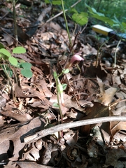 Triphora trianthophoros trianthophoros