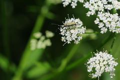 Acmaeops angusticollis