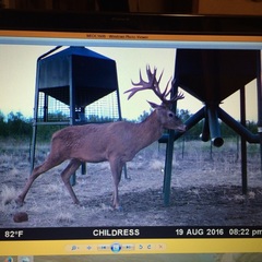 Cervus elaphus elaphus