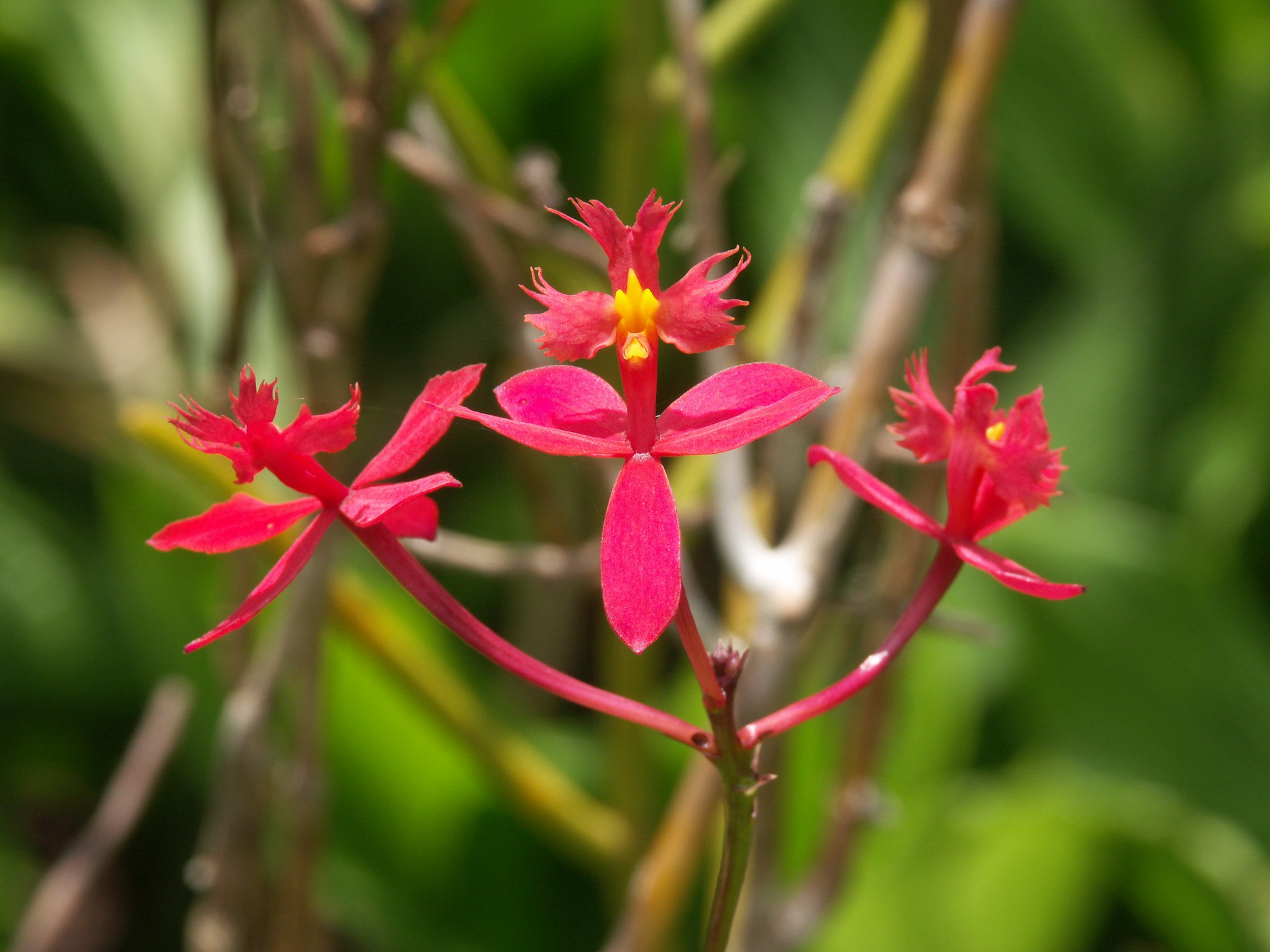 Photos of Reed-stemmed Orchid (Epidendrum ibaguense) · iNaturalist