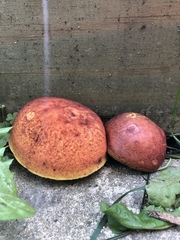 Hortiboletus rubellus