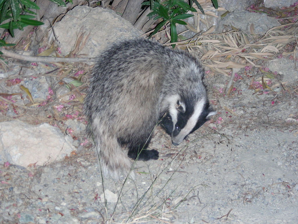 Caucasian Badger