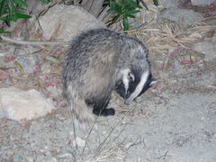 Caucasian Badger photo 3