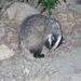 Ασβός Κρήτης Και Ρόδου - Photo (c) Lemur12, μερικά δικαιώματα διατηρούνται (CC BY-SA)
