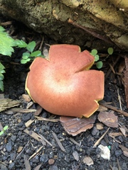 Hortiboletus rubellus