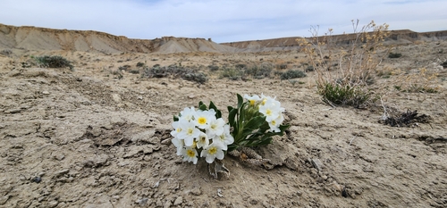 Creutzfeldt's cryptantha (Cryptantha creutzfeldtii)