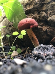 Hortiboletus rubellus