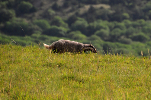 Southwest Asian Badger