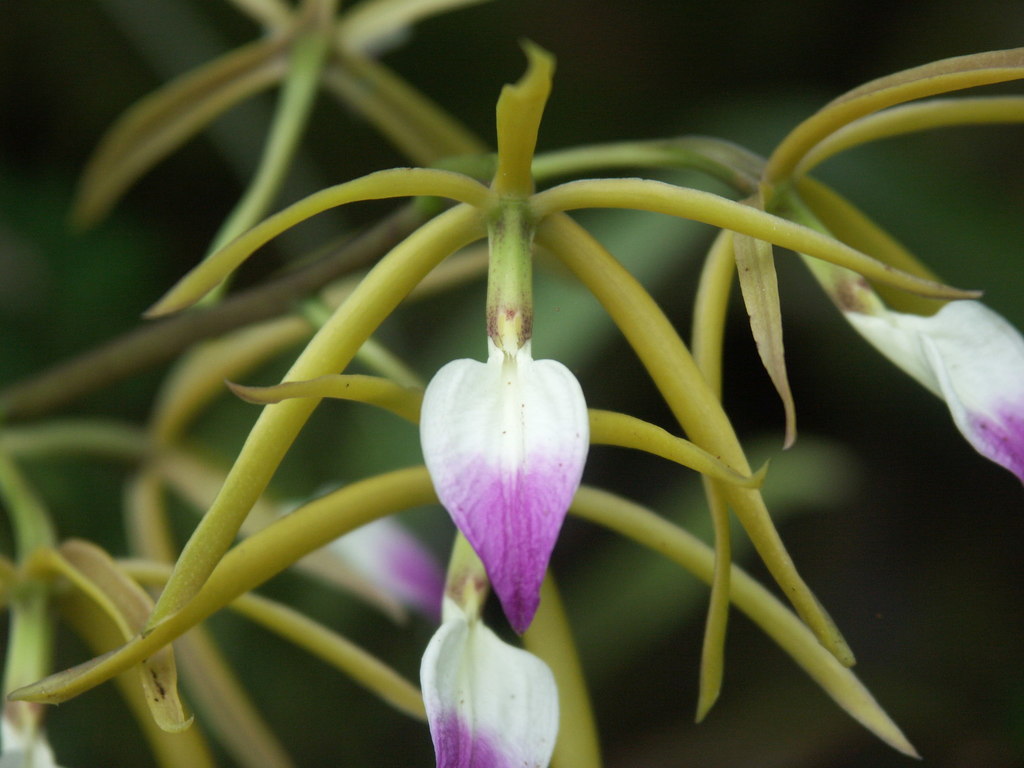 Prosthechea brassavolae