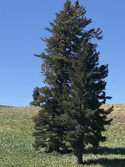 Pinus monticola