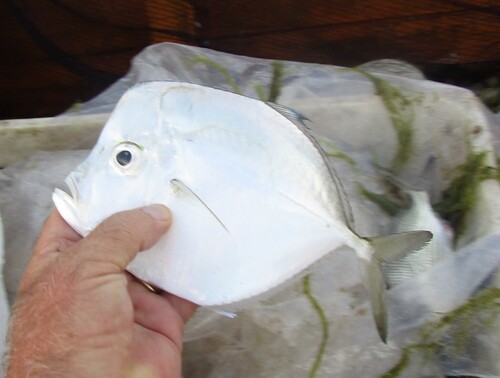 Caribbean moonfish (Selene brownii) — Carangidae — 2