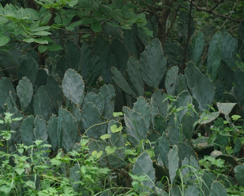 Image of Opuntia dillenii by (c) Tim, some rights reserved (CC BY)