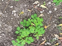 Chelidonium majus