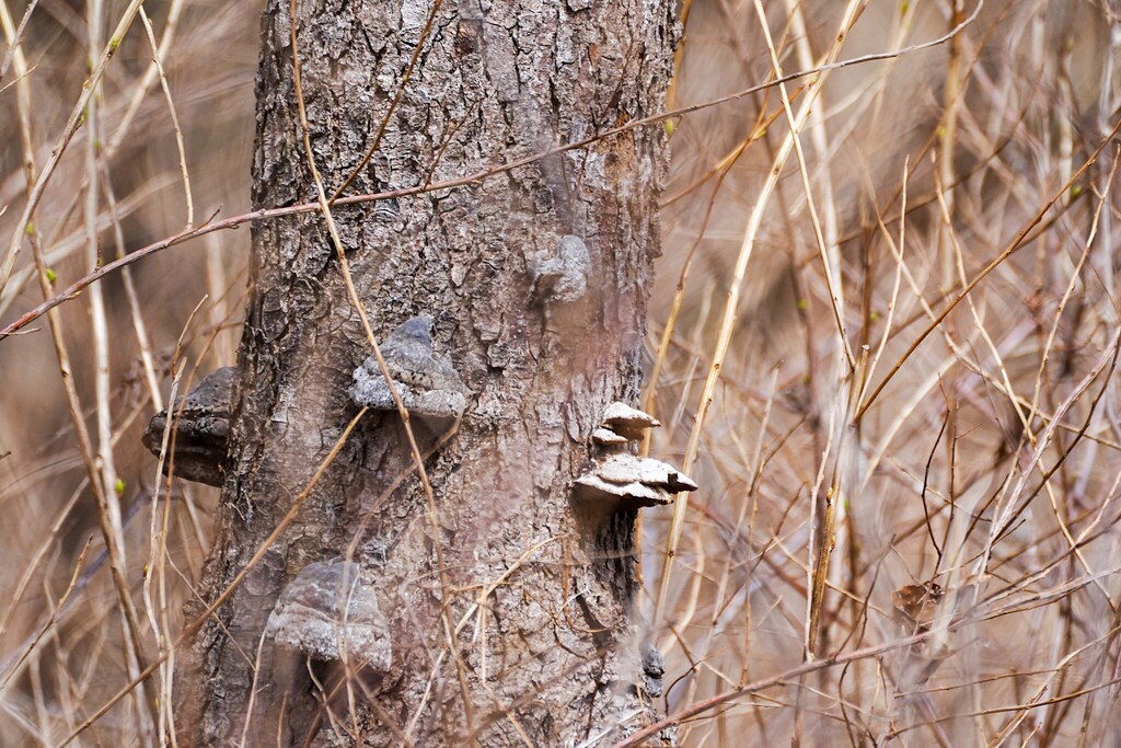 Fomes fomentarius · April 2025 · photo: © tbc_watanabe (iNaturalist, cc-by)
