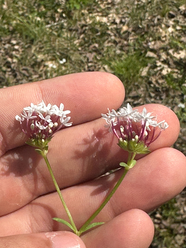 Valerianella longiflora
