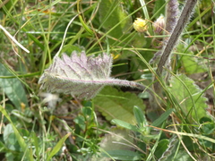Betonica hirsuta