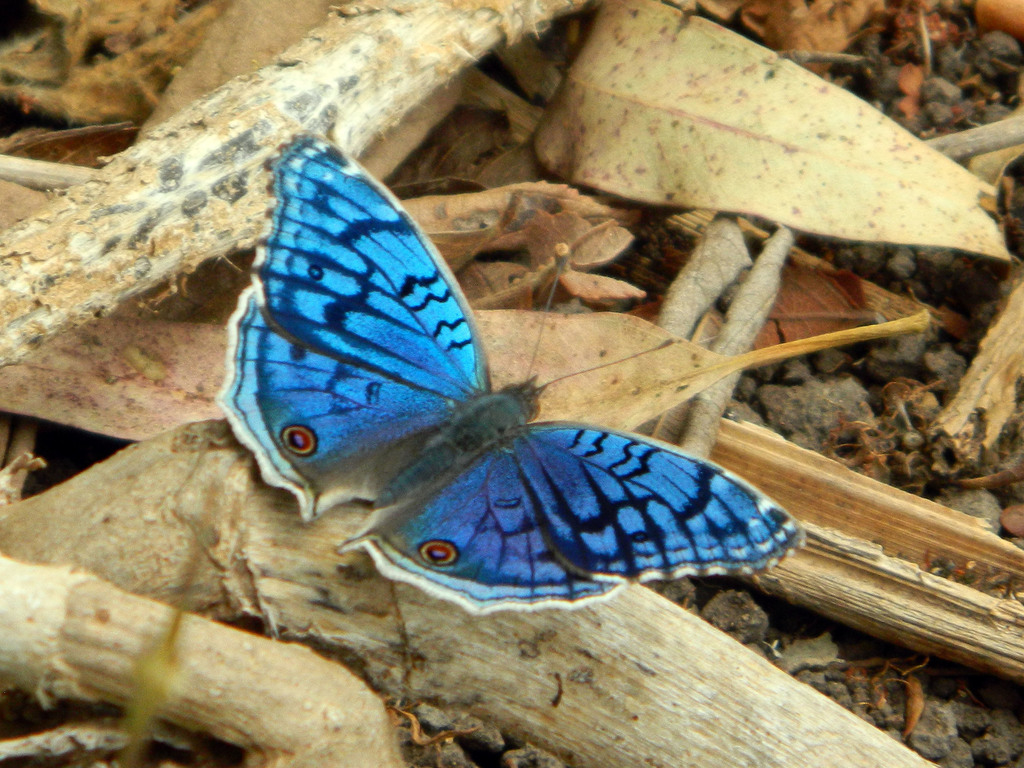 Brilliant Blue