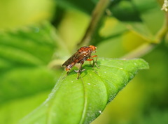 Hammerschmidtia ferruginea