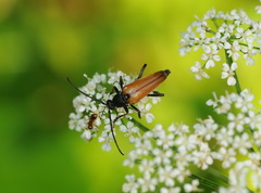 Pedostrangalia pubescens