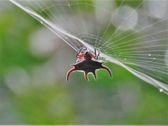 Gasteracantha curvispina