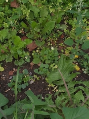 Viola arvensis