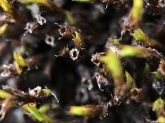 Schistidium apocarpum