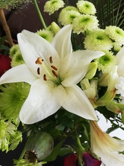 Lilium philippinense