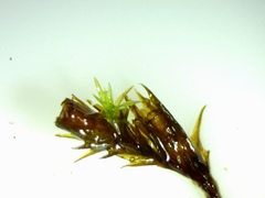 Schistidium apocarpum