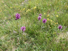 Betonica hirsuta