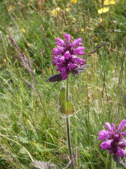 Betonica hirsuta