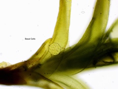 Schistidium apocarpum