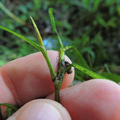 Potamogeton zosteriformis