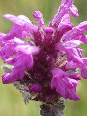Betonica hirsuta