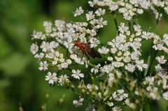 Hammerschmidtia ferruginea