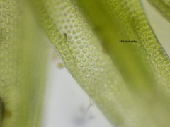 Schistidium apocarpum