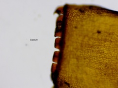 Schistidium apocarpum