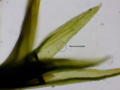 Schistidium apocarpum