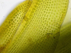 Schistidium apocarpum