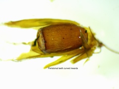 Schistidium apocarpum