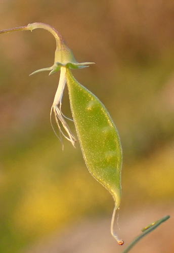Image of Lathyrus setifolius by (c) Thomas Gyselinck, some rights reserved (CC BY)