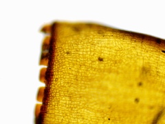 Schistidium apocarpum