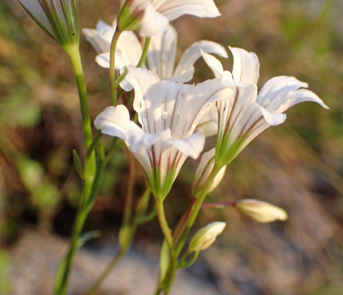 Image of Gagea graeca by (c) Thomas Gyselinck, some rights reserved (CC BY)