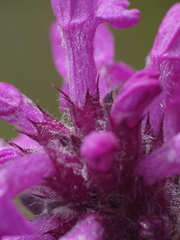 Betonica hirsuta