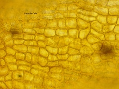 Schistidium apocarpum