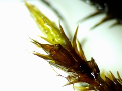 Schistidium apocarpum