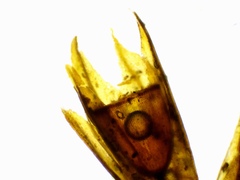 Schistidium apocarpum