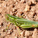 Hesperotettix viridis - Photo (c) Steven Mlodinow, algunos derechos reservados (CC BY-NC), subido por Steven Mlodinow