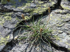 Plantago subulata