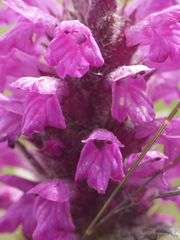 Betonica hirsuta